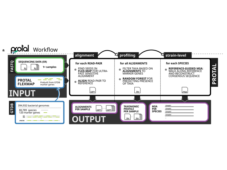 Protal workflow: sequencing reads and the prebuilt GTDB flexmap go in; alignment, profiling and strain-level stages produce alignments, taxonomic profiles and per-species MSAs.